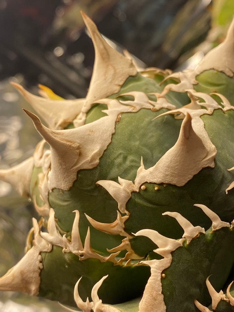 lize 大白鯊　間違い無しのドーベルP血統　子株販売