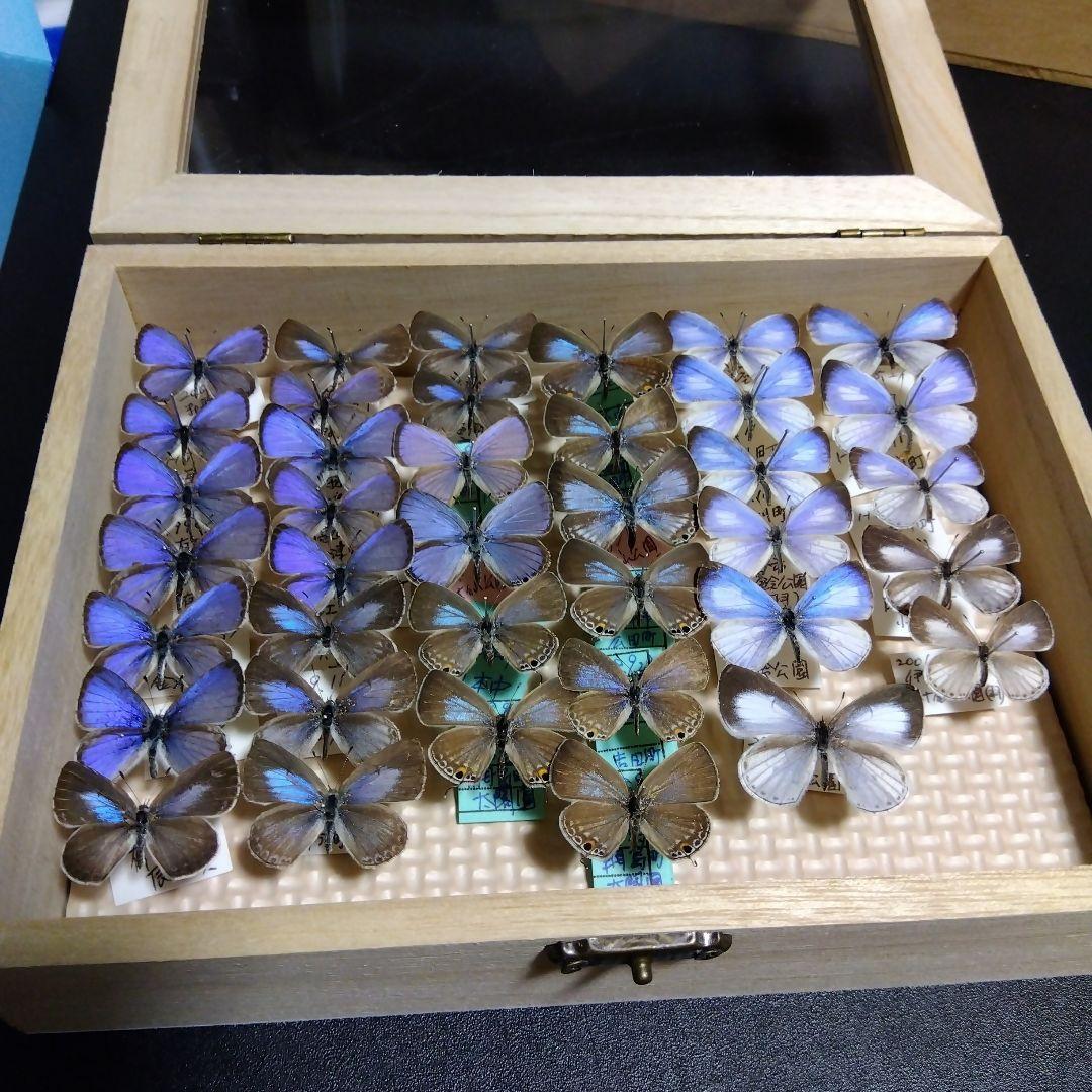 hirohiroシジミチョウセット