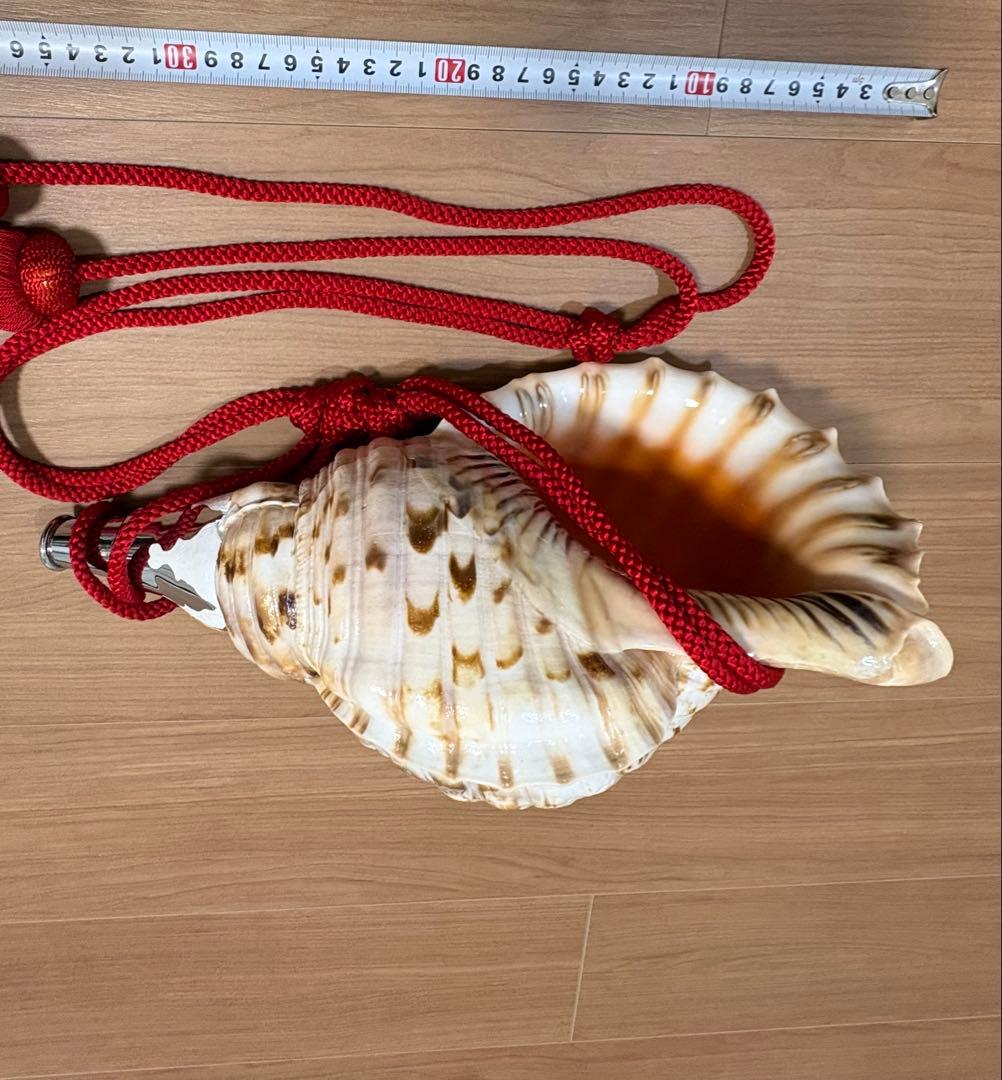 特大修験道法螺貝　　ほら貝　ホラガイ　密教　山伏　赤紐付き 法螺貝 ホラガイ ほらがい ホラ貝 ほら貝 山伏 修験道 魔除け 縁起物