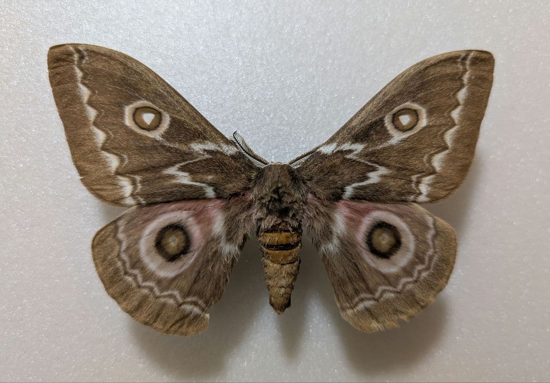 珍種　ジグザグヤママユ　蛾　標本