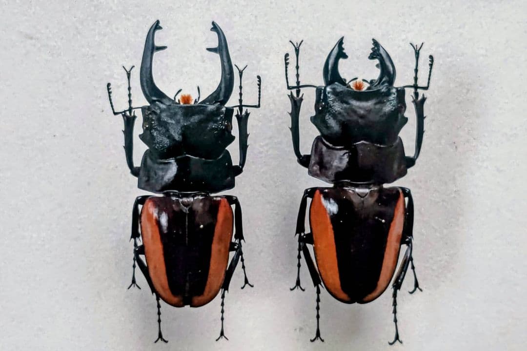 スチーブンスツヤクワガタ 標本 スチーブンスツヤクワガタ 昆虫ショップアリスト | 外国産 昆虫