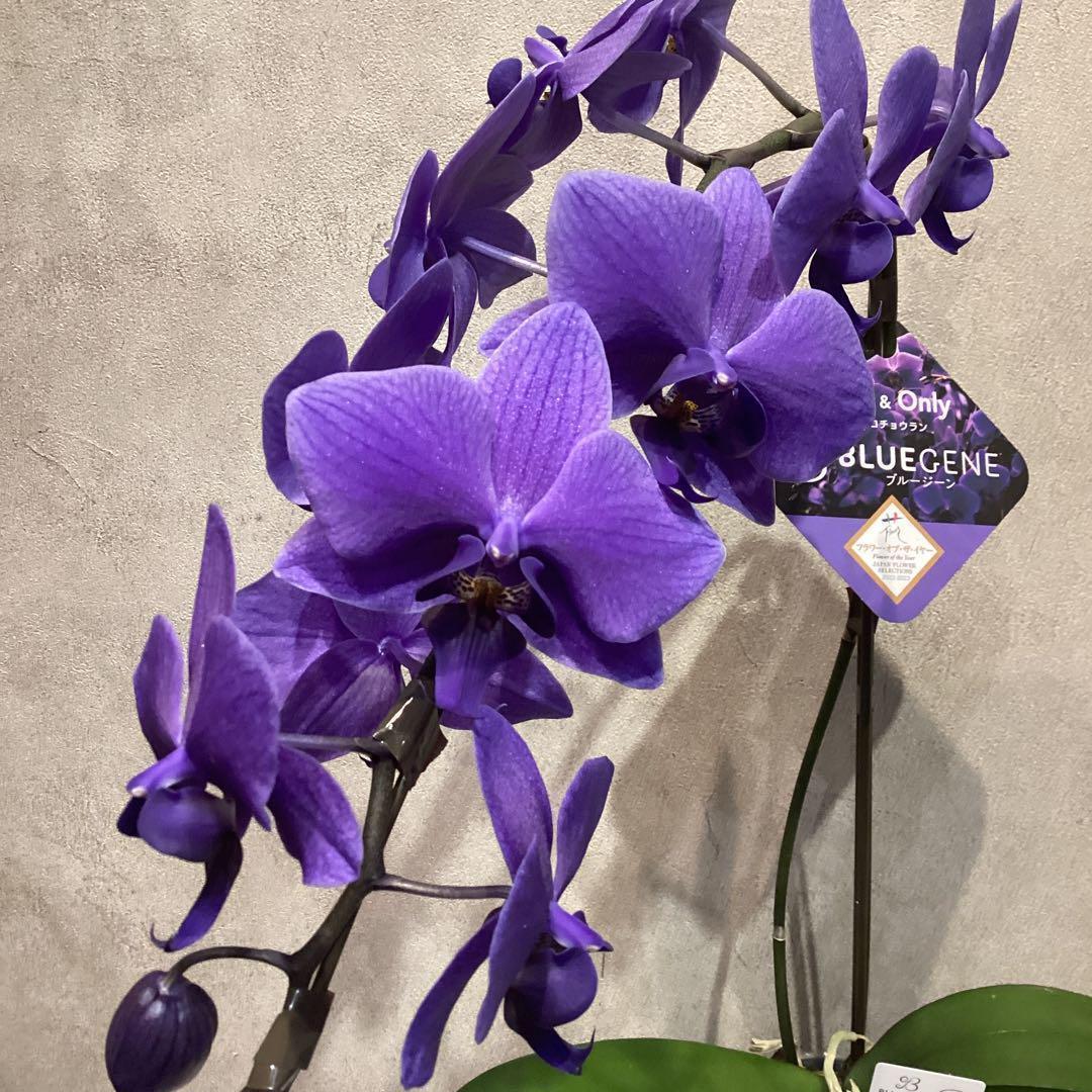 入荷少なめです❗️超希少❗️胡蝶蘭❤️ブルージーン　1本立 青色胡蝶蘭 ブルージーン R PVP 1本立コチョウラン 1鉢 送料込 ギフト