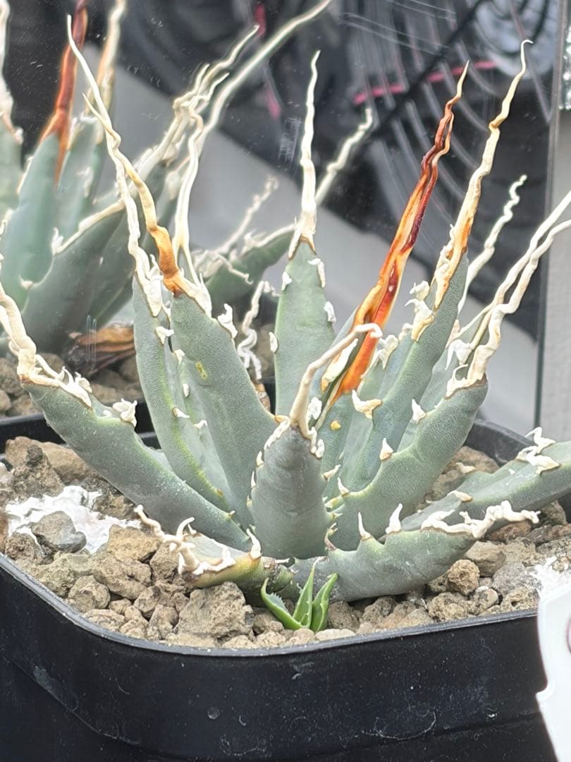 A*O様 アガベ エボリスピナ実生