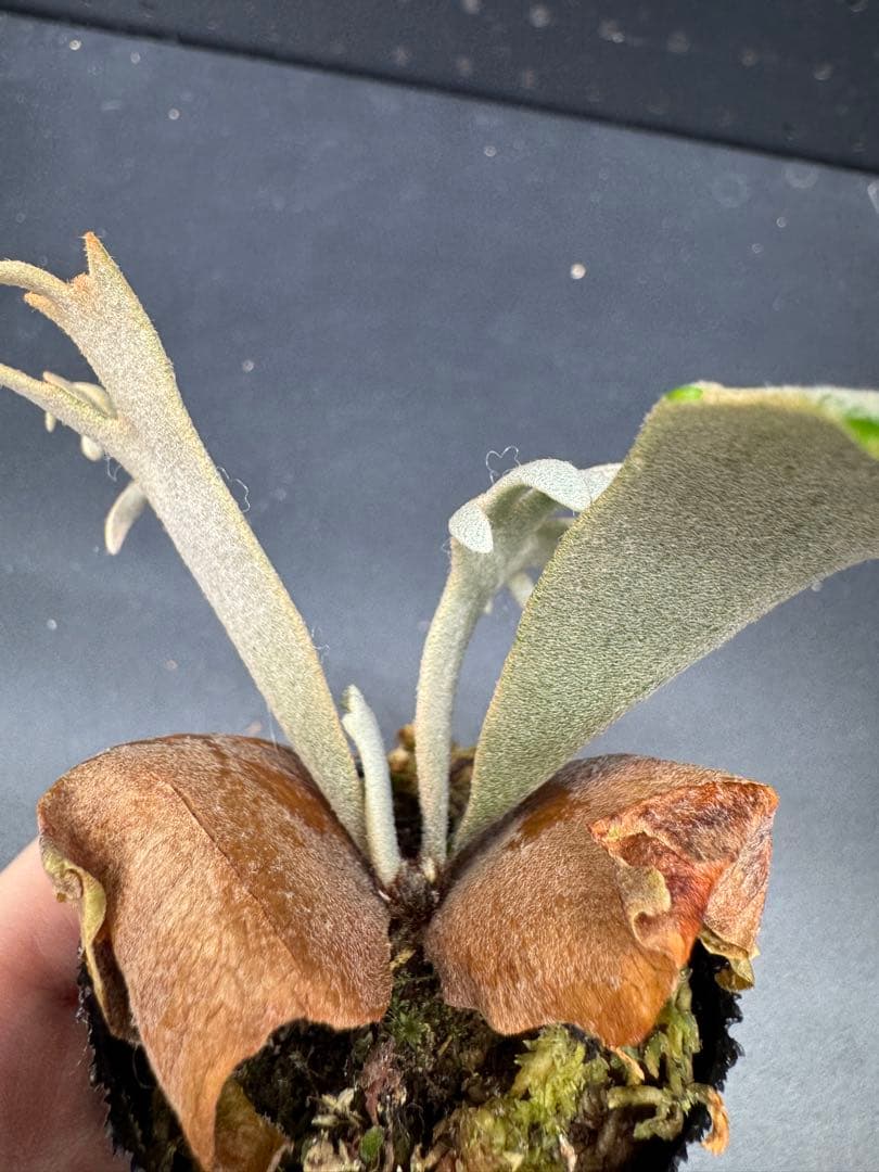 ビカクシダ YMDS Totoro HHRナーセリータグ付け #113 - メルカリ