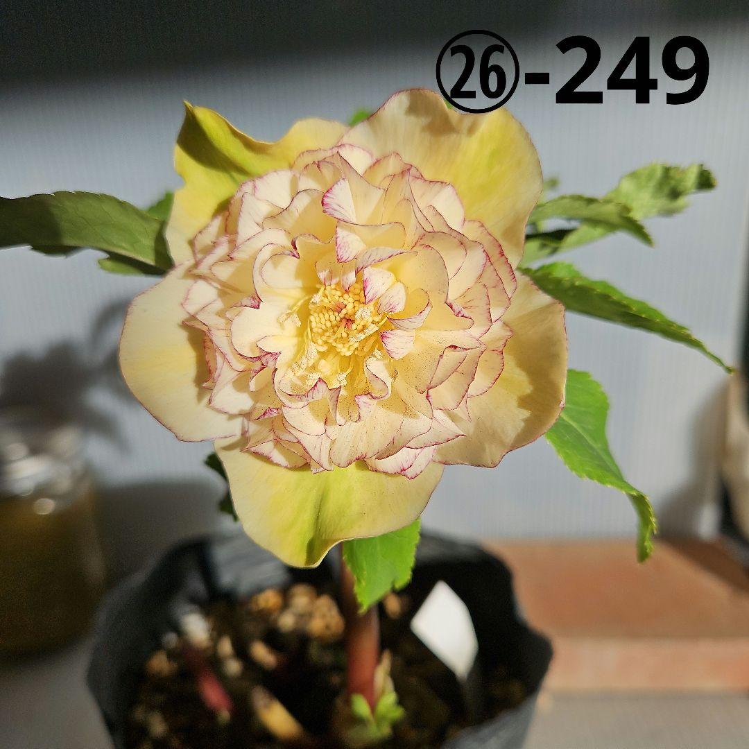 幸せウサギ様ご購入苗㉖-249㉖-276クリスマスローズ