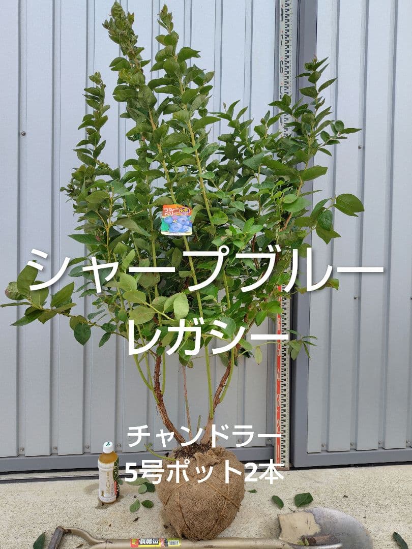 ブルーベリー苗シャープブルー＆レガシー大苗2本セット＋チャンドラー5号ポット2本