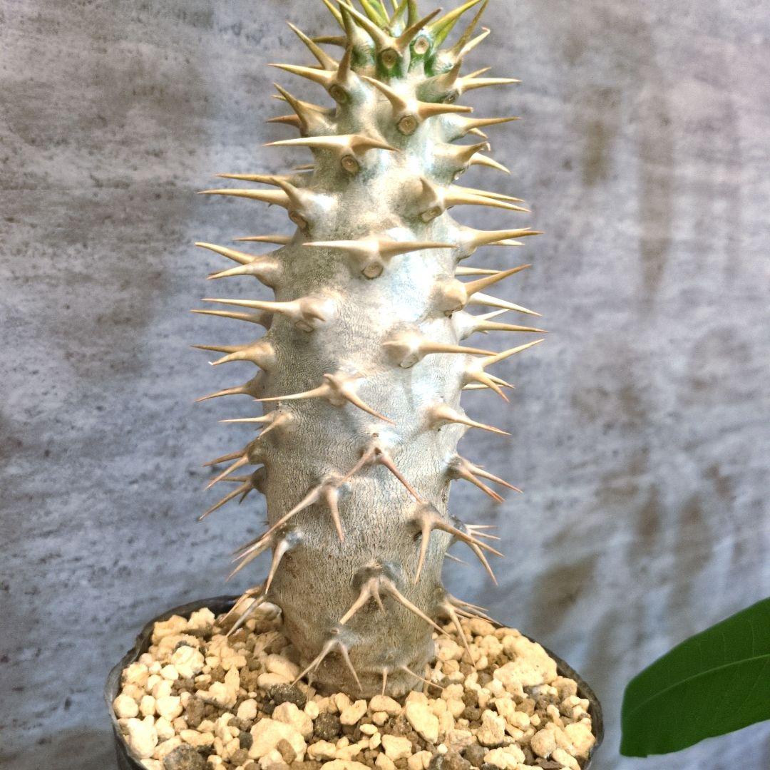 T*5様 国内実生　アンボンゲンセ　塊根植物　コーデックス　アガベ　サボテン パキポディウム アンボンゲンセ 4号 プラ鉢 塊根植物 コーデックス