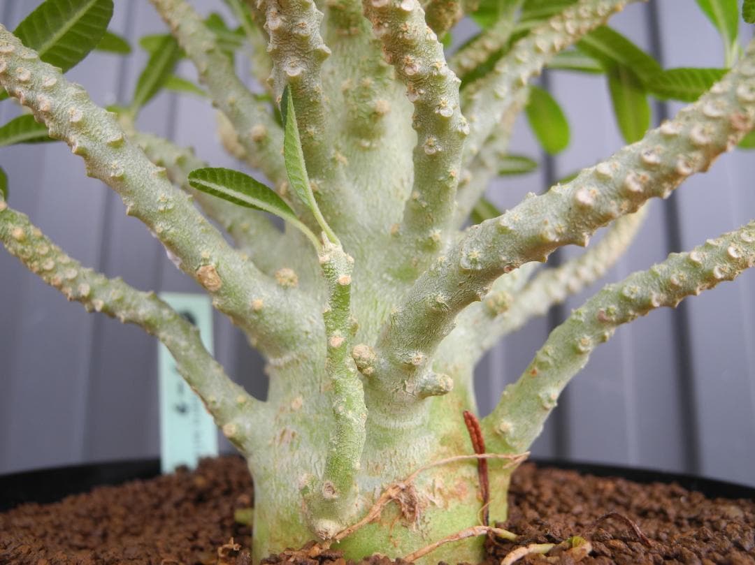 ドルステニア ギガス ブラータ 【挿し木】【活着済】【国内で新葉展開