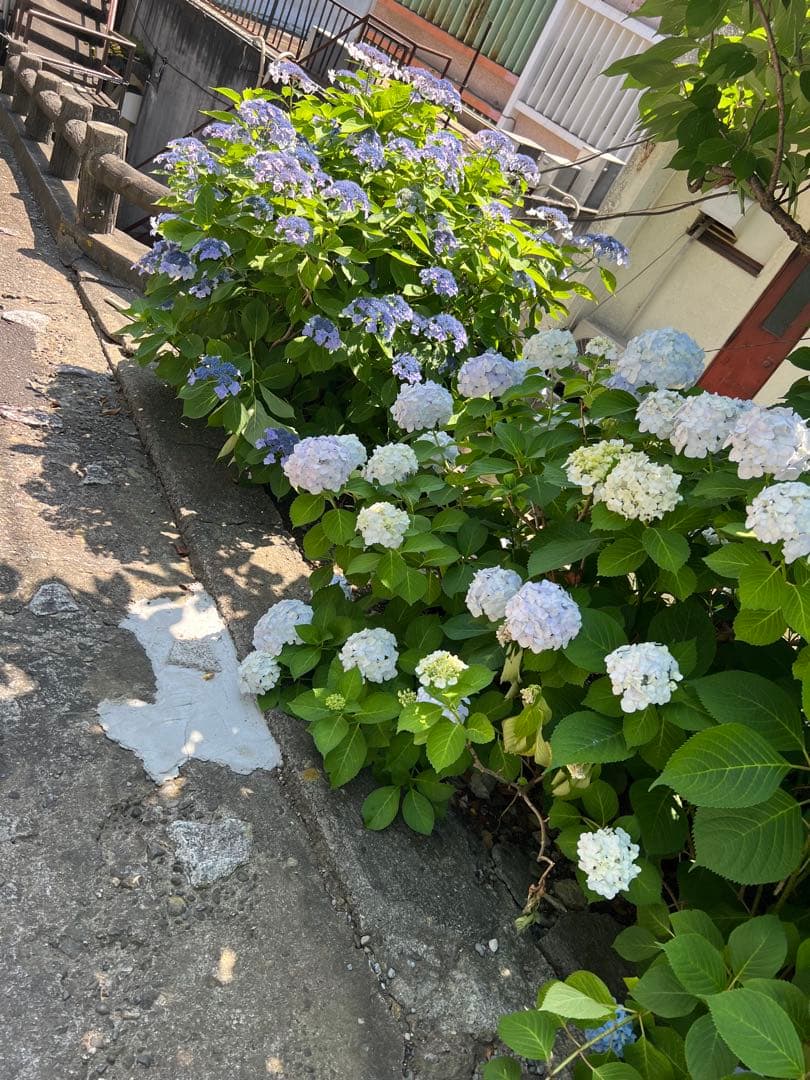 ブースター・導入液 jonathan