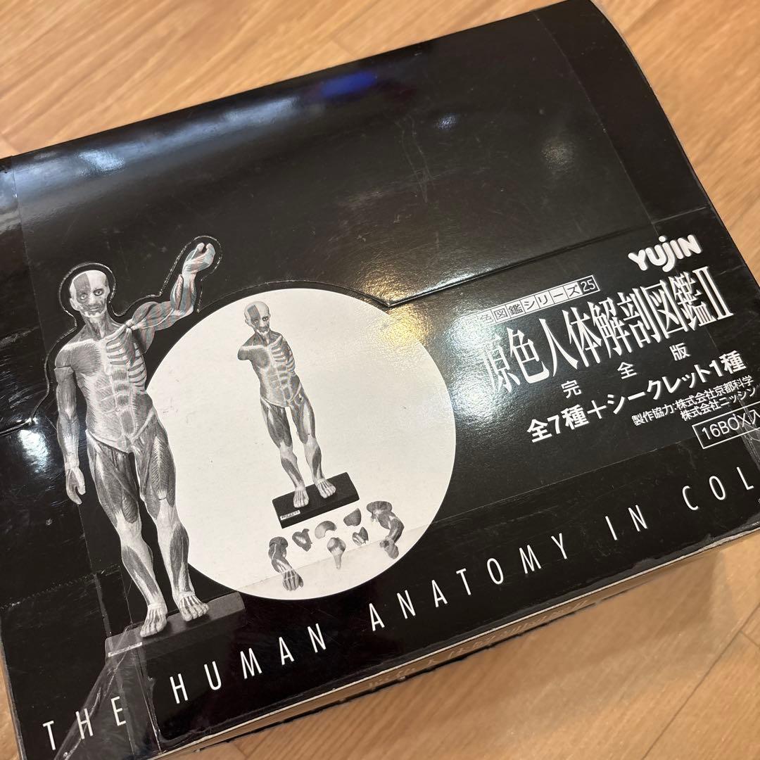 レア 男性人体模型 原色図鑑シリーズ25 原色人体解剖図鑑II フィギュア
