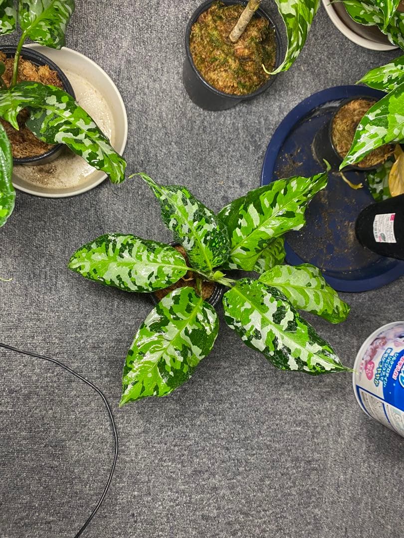 アグラオネマアンダマン