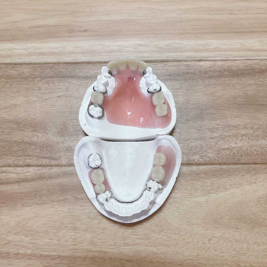 NISSIN歯科模型ニッシンデンタルモデルD18FE-500A-QF全て未形成歯