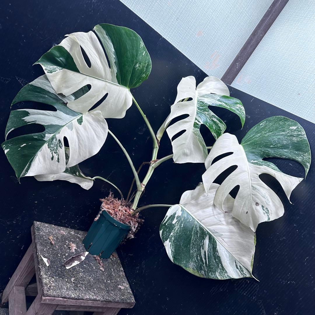 葛*湯様 斑入りモンステラ ホワイトタイガー極美大株59cm白斑多