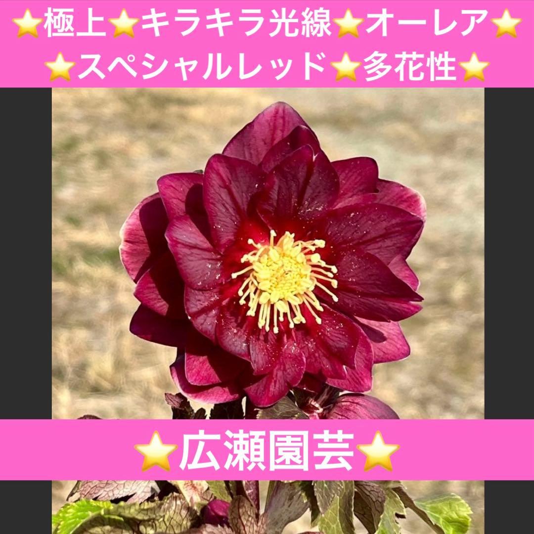 ち*る様 3316⭐️極上⭐️キラキラ光線⭐️スペシャルレッド⭐️多花性⭐️オー