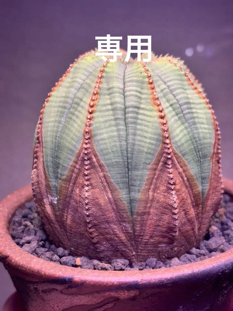 コレクション株　ユーフォルビア　オベサ　木質化