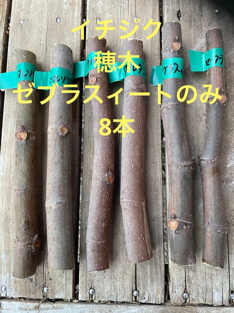 イチジク穂木 ゼブラスィート8本 - メルカリ