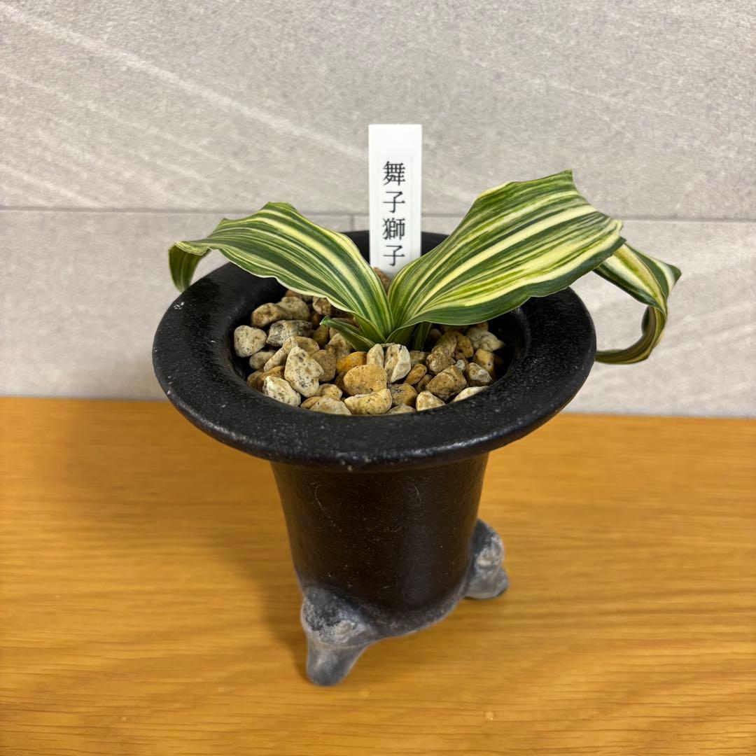 万年青　舞子獅子　縞　虎　獅子系　鉢付き