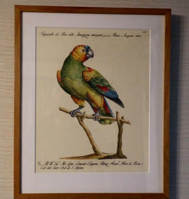 額装品　リプロダクション　S.マネッティ「鸚鵡の図」鳥類図鑑　博物画　美品 伊藤若冲『動植綵絵』老松鸚鵡図 高級仕様 掛軸