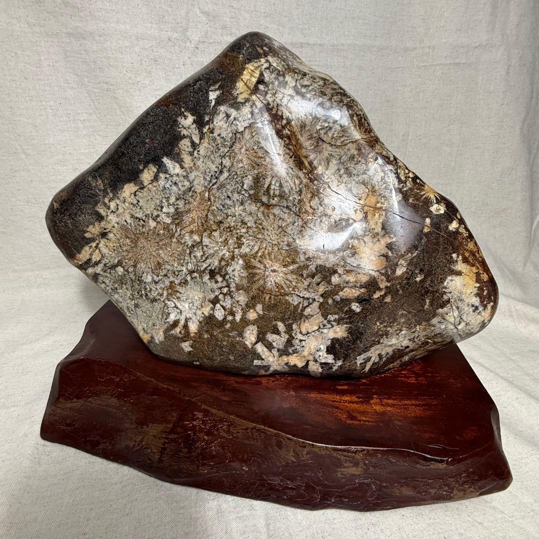 菊花石　岐阜根尾産　台座付き　重さ約10キロ 岐阜県根尾谷産 菊花石 (木製台座付き)