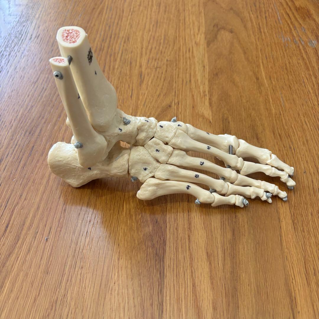 ソムソ　SOMSO 足関節　ゴム可動式　骨格模型　理学療法士　PT