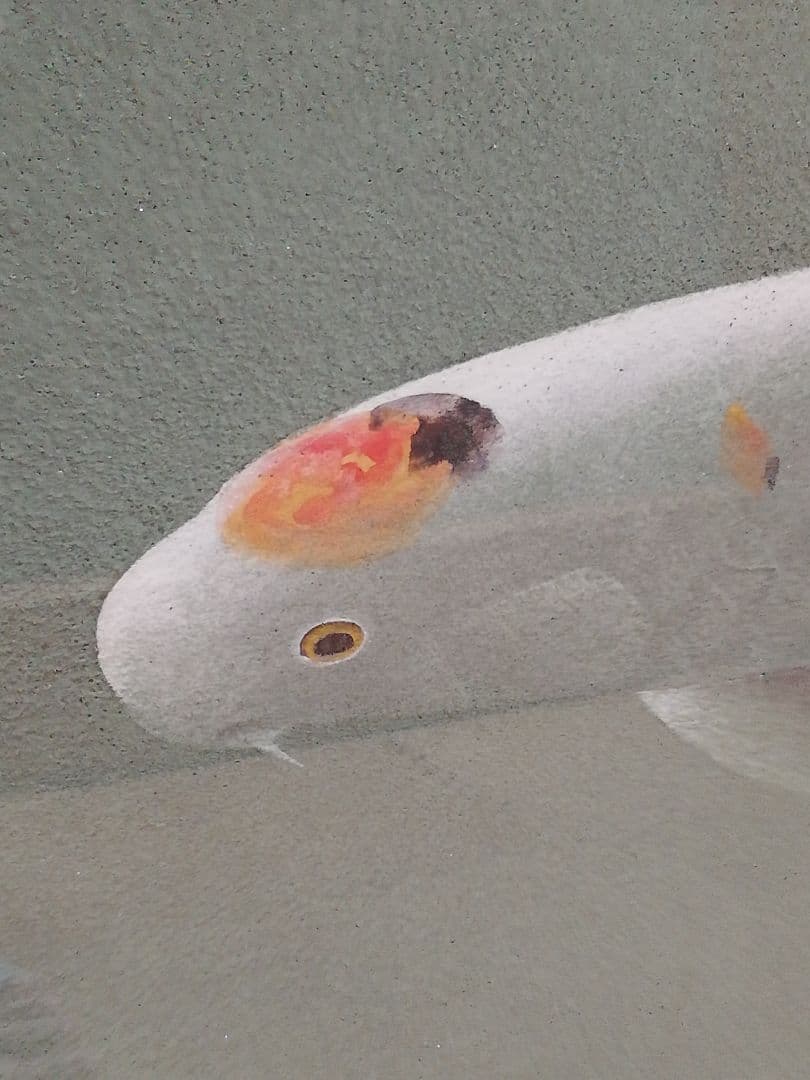 期間限定発送❢※ 五十嵐晴徳 「双鯉」 - メルカリ