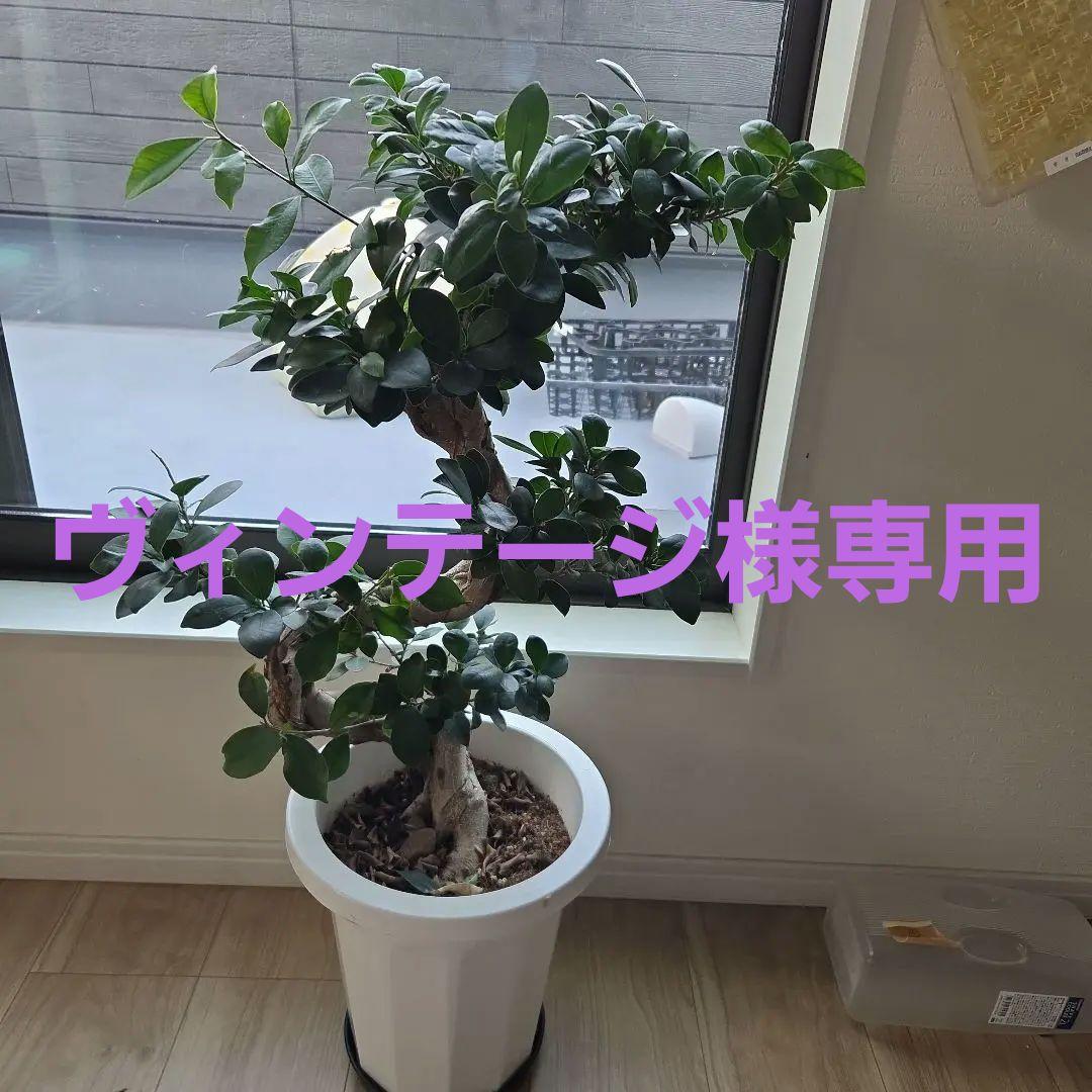 上り竜o(゜▽＾)ノガジュマル高さ約80cm