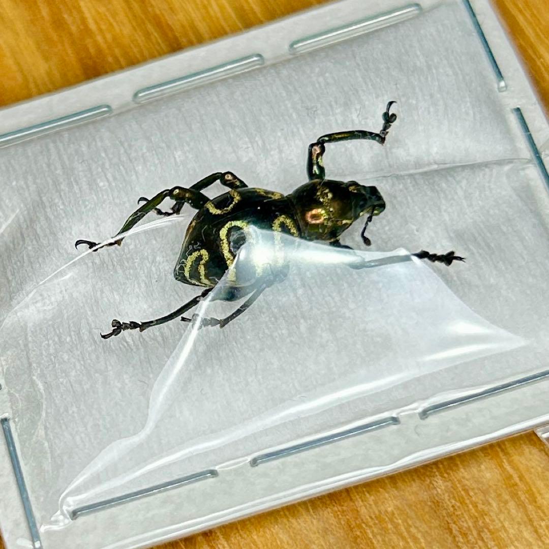 01112 カタゾウムシ 10種セットB