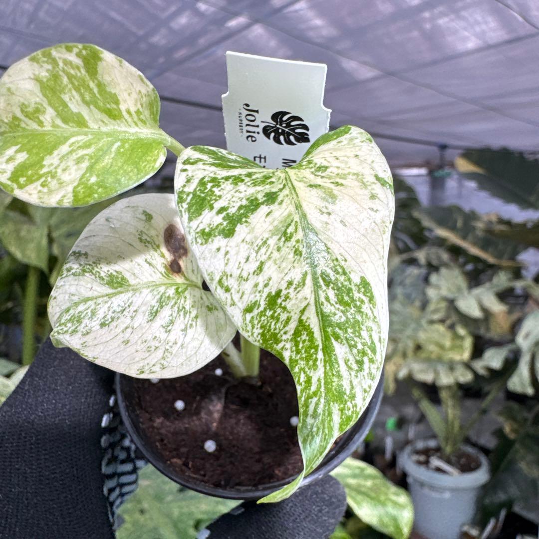 5モンステラ デリシオーサ ホワイトモンスター 天津蘭 - メルカリ