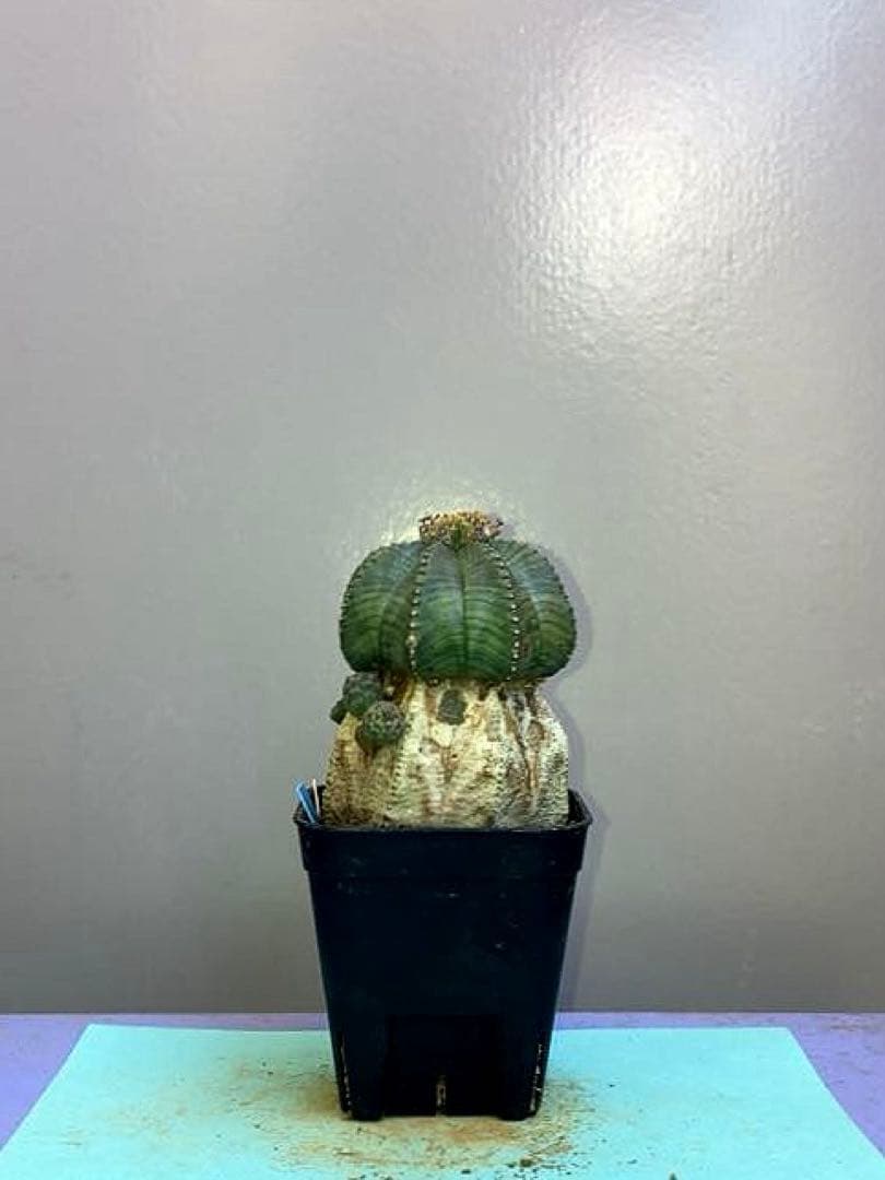 《2.5号WB》ユーフォルビア　オールドオベサ　雌株