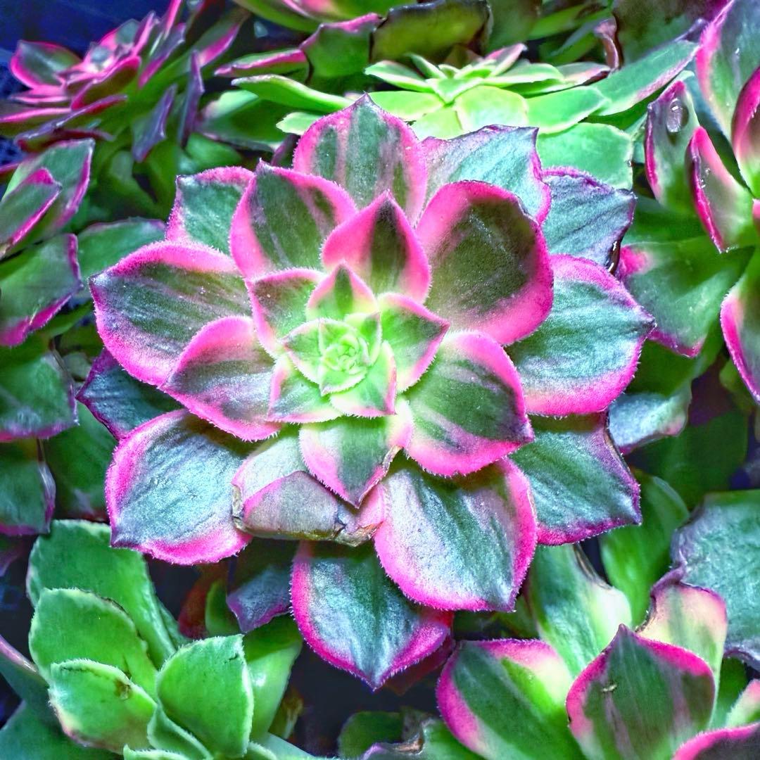 新入荷 超レア新品種 アエオニウム 万華鏡錦(大群生) 法師錦 超大株