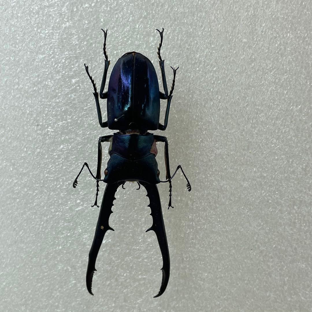 標本 ブルータイプ メタリフェルクワガタ ♂3頭 WILD - 標本