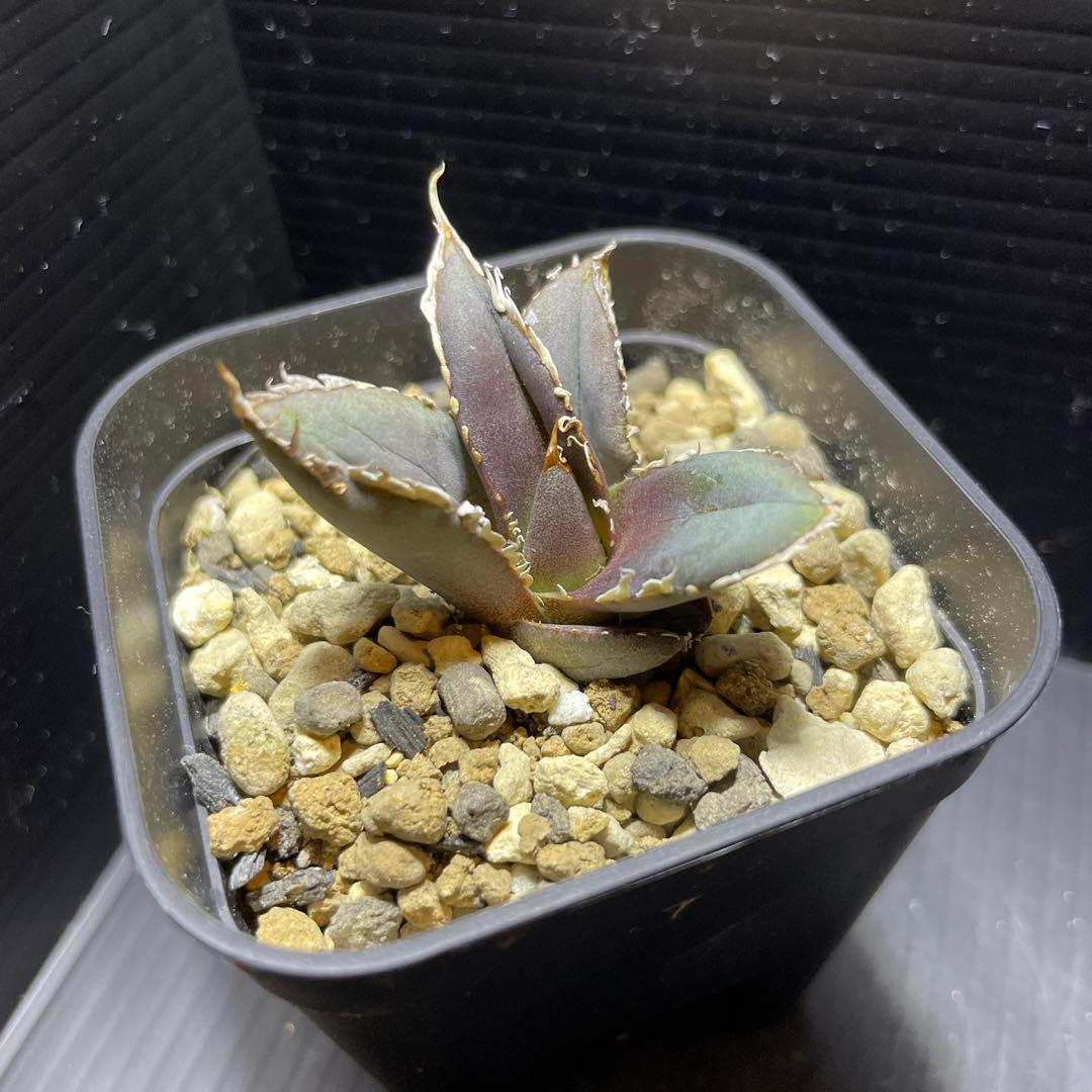 スプリングセール数量限定 アガベ チタノタ 狼人① 安心の発根済