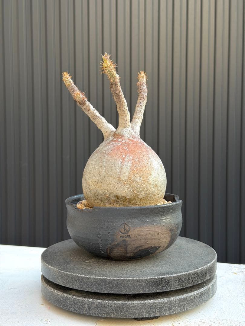 パキポディウム　グラキリス　現地球　良型 N/ON鉢つき