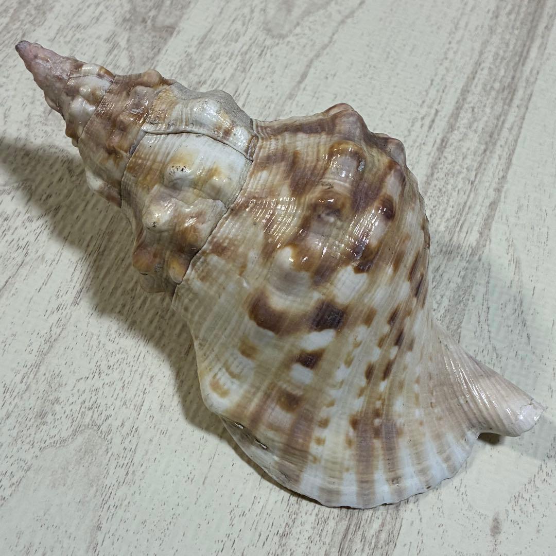 ほら貝 2個セット 約18.5〜20cm 法螺貝 厄除け 開運 金運 - メルカリ