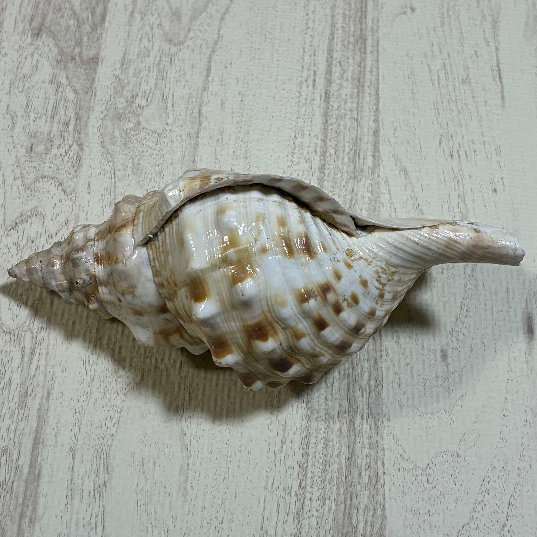ほら貝 2個セット 約18.5〜20cm 法螺貝 厄除け 開運 金運 - メルカリ