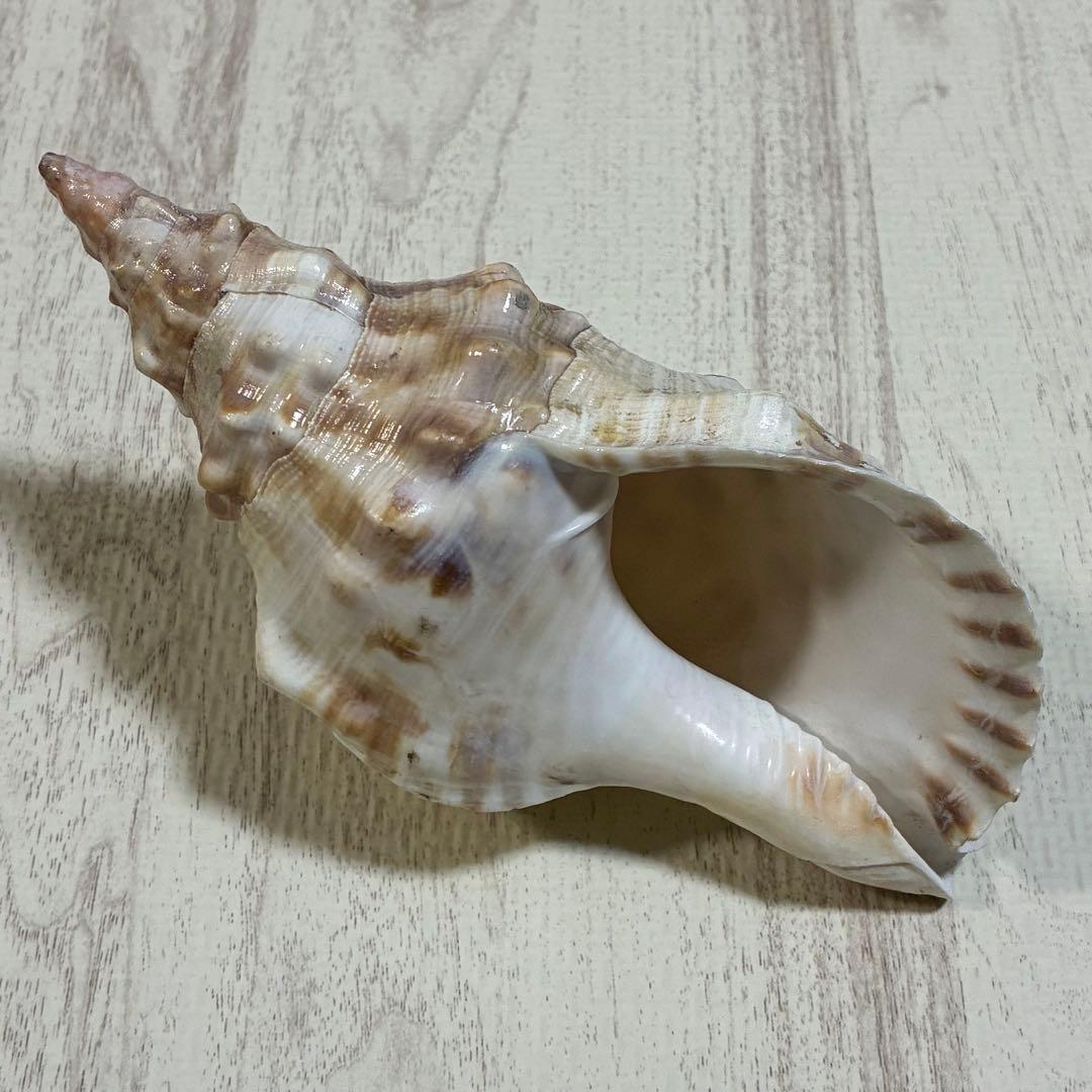 ほら貝 2個セット 約18.5〜20cm 法螺貝 厄除け 開運 金運 - メルカリ
