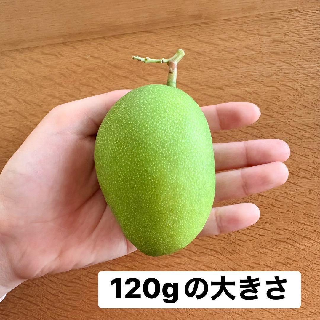 宮崎県産摘果マンゴー・グリーンマンゴー約2.6kg(10~120g) - メルカリ