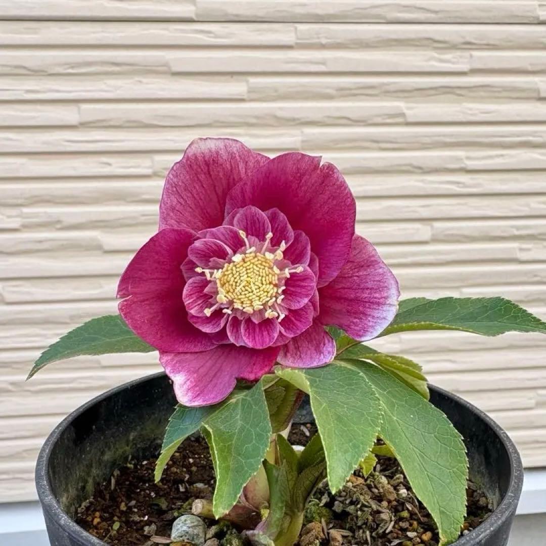 広瀬園芸　クリスマスローズ 楽天市場】クリスマスローズ 広瀬園芸 セレクトシングル バイカラー