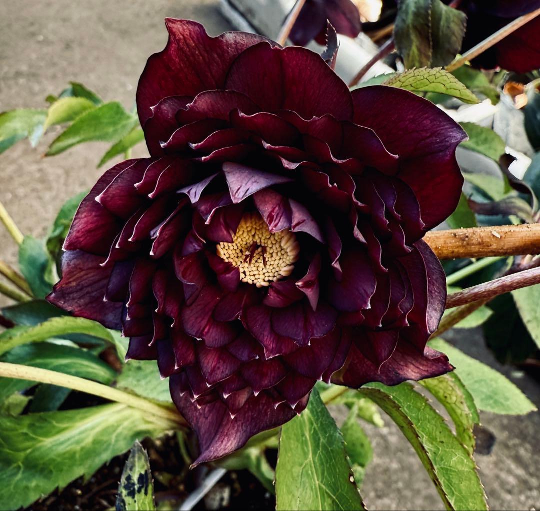 ★ラベル付き★充実株★クレオパトラ　レッドダーク★整形弁★クリスマスローズ開花株