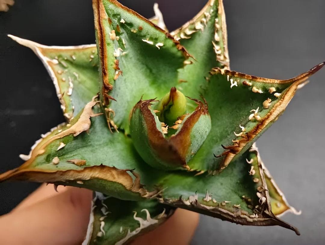 プ*ん様 アガベ チタノタ 麻花龍 極上強棘 特選美株 ブツブツ コレクシ Li