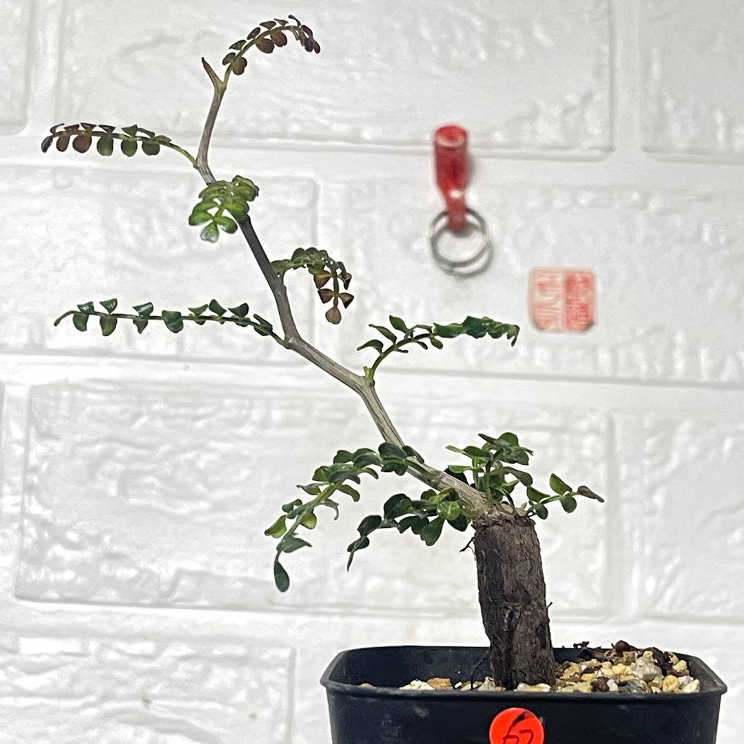 塊根植物】オペルクリカリアパキプス 根挿し パワータンク62 - メルカリ