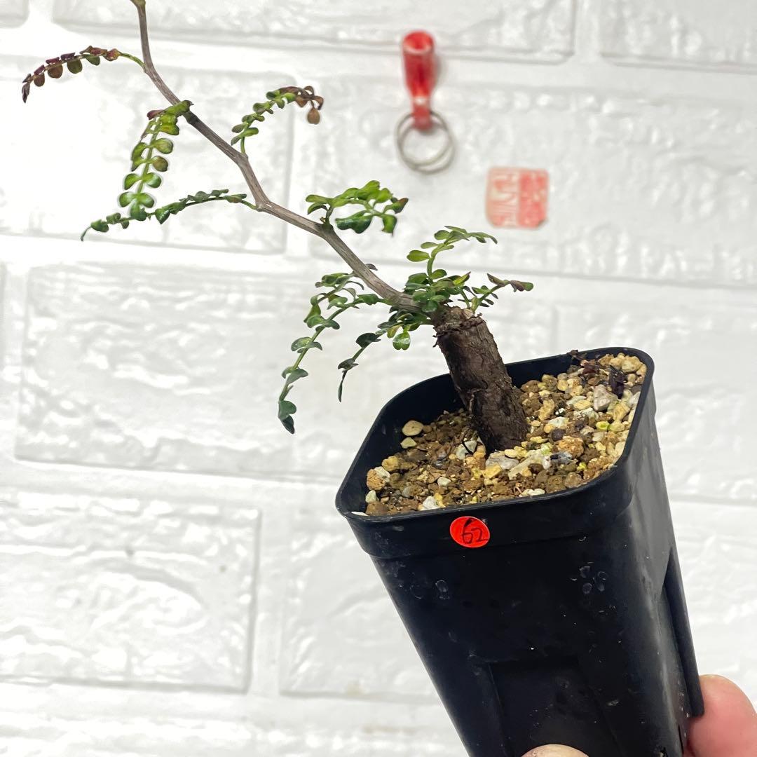 塊根植物】オペルクリカリアパキプス 根挿し パワータンク62 - メルカリ