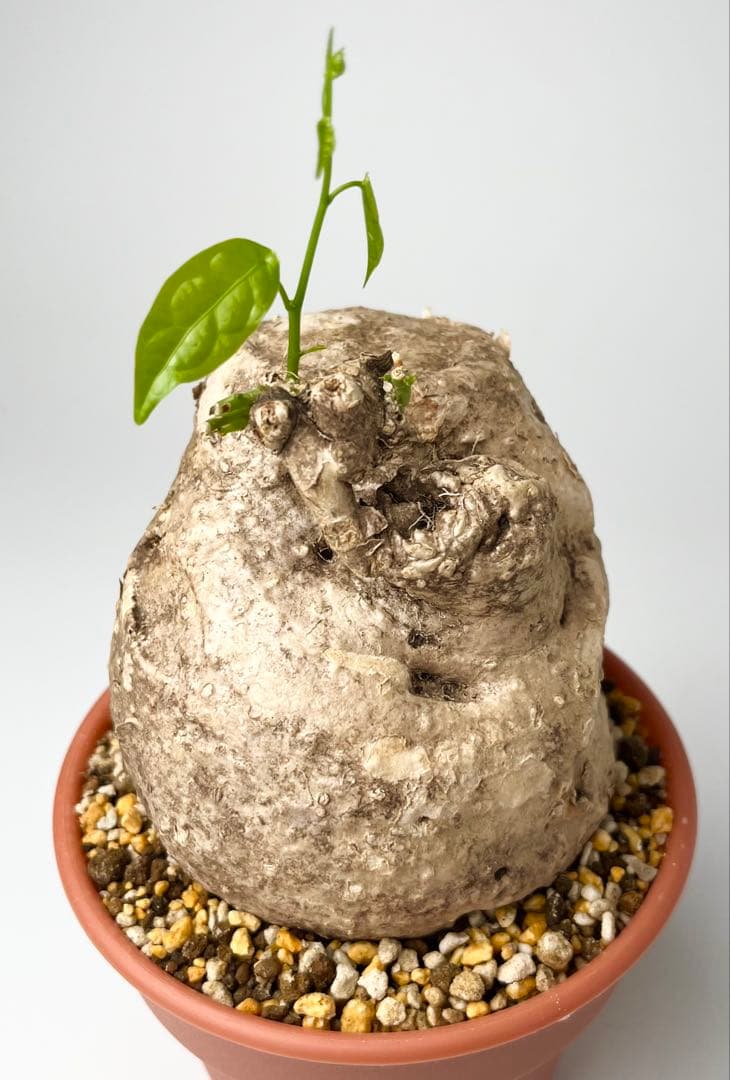 激レア/大株/塊根植物】アデニア ペナンギアナ 鉢植え - メルカリ