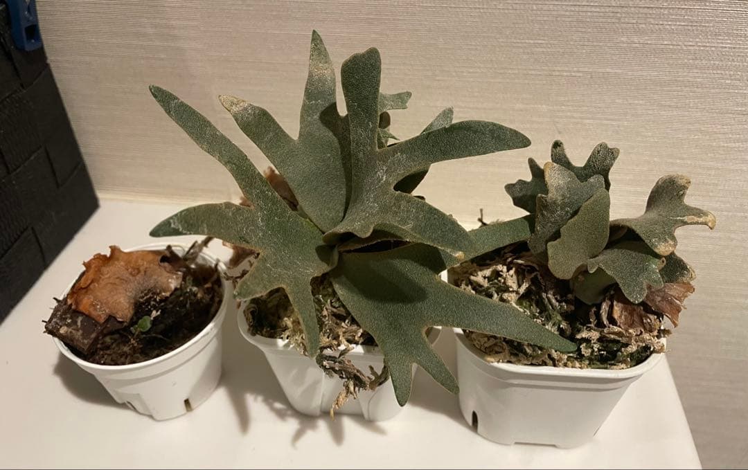 ビカクシダ P.willinckii OMG 3鉢セット