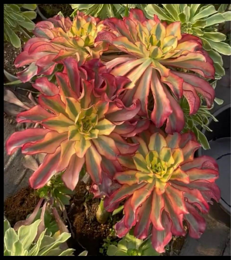 多肉植物アエオニウム錦❤️ ゴースト❤️魅影 ❤️ - メルカリ