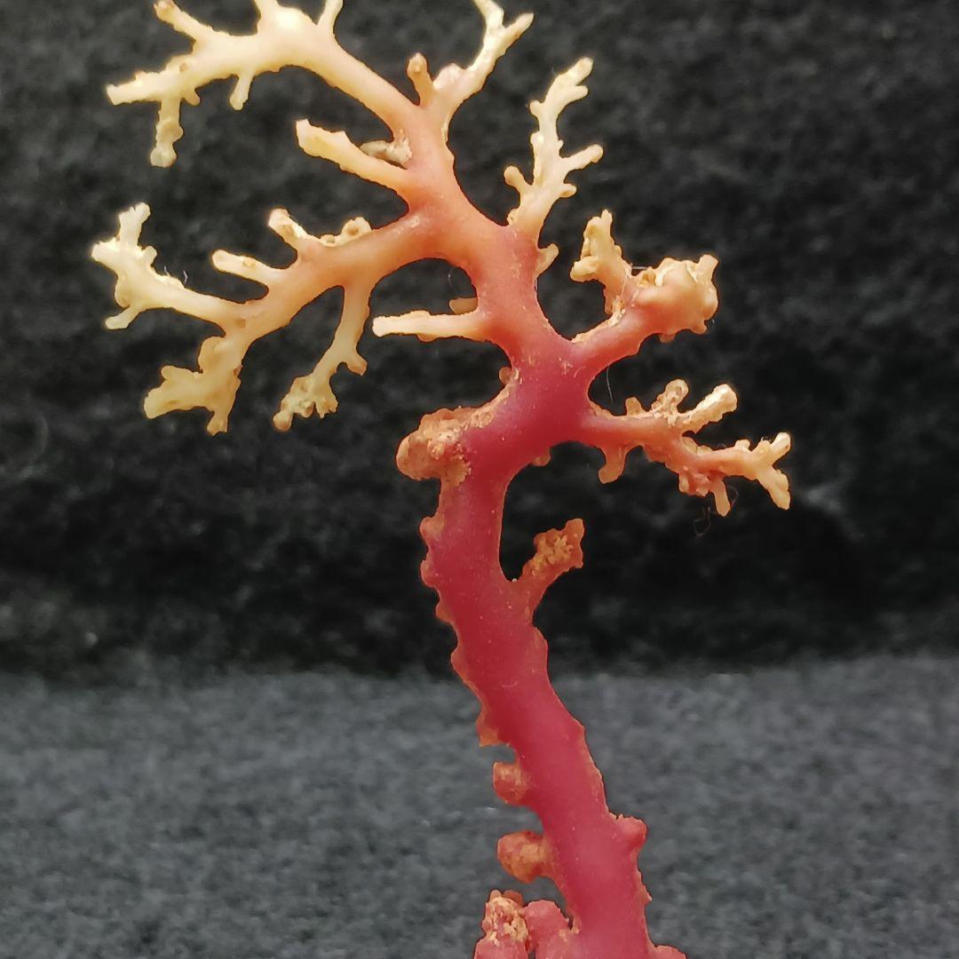 Y2678-7 国産赤珊瑚原木 血赤珊瑚 総重量6.1g