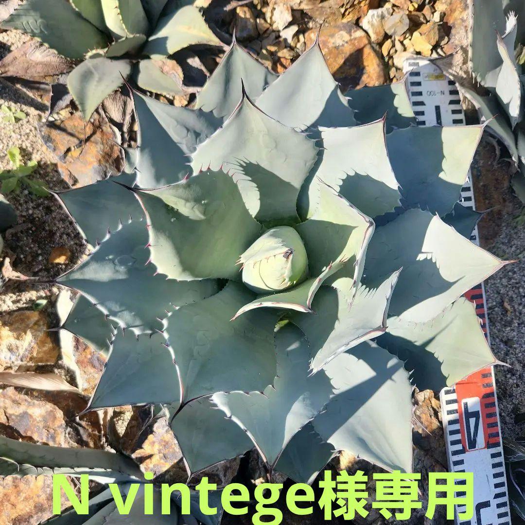 アガベ・パリートランカータ