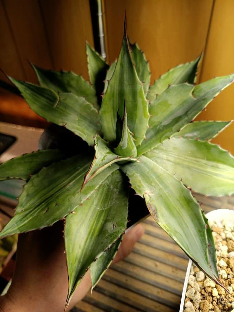 アガベ　オバティフォリア　パリー　パラサナ　モンタナ　ハイブリッドアガベ　斑入り