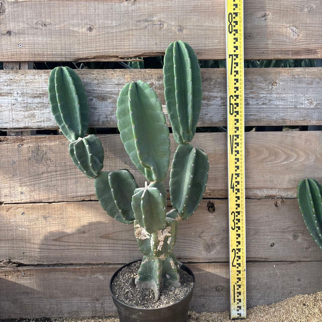 TKO鉢植え 柱サボテン　鬼面角　発根　ドライガーデン　ブランチ　サボテン 柱サボテン鬼面角ブランチ仕立て🌵 まさに“生けるアート作品“ですね