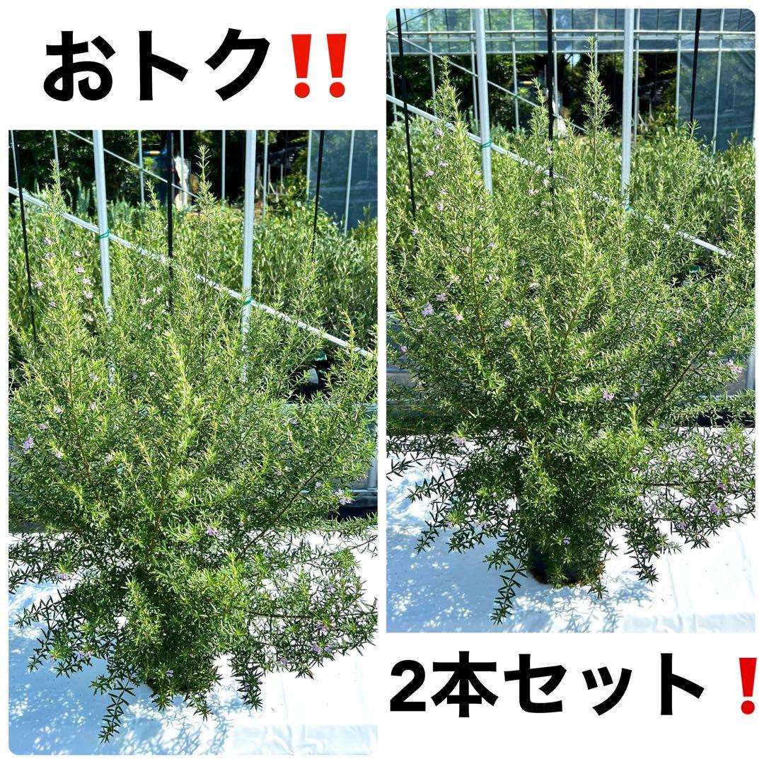 【なお】ウエストリンギア オーストラリアローズマリー　4本セット